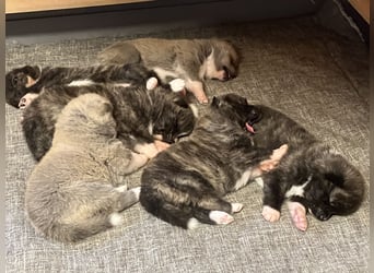 Akita- Welpen - C- Wurf - aus VDH-Zucht - verfügbar