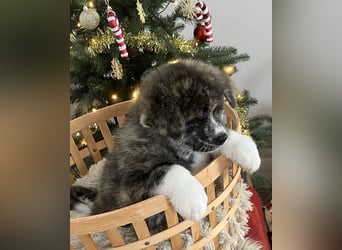 Akita- Welpen - C- Wurf - noch 2 Welpen verfügbar - VDH/AC -