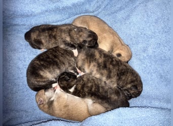 Akita- Welpen - C- Wurf - aus VDH-Zucht - verfügbar