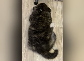 Akita- Welpen - C- Wurf - noch 2 Welpen verfügbar - VDH/AC -