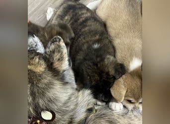 Akita- Welpen - C- Wurf - noch 2 Welpen verfügbar - VDH/AC -