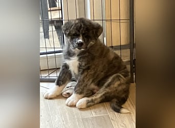 Akita- Welpen - C- Wurf - noch 2 Welpen verfügbar - VDH/AC -