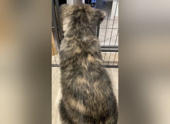 Brindel Akita Welpe - weibl. - aus VDH- Zucht ist wieder frei!