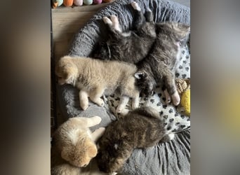 Akita- Welpen - C- Wurf - aus VDH-Zucht - verfügbar