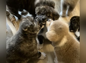 Akita- Welpen - C- Wurf - noch 2 Welpen verfügbar - VDH/AC -