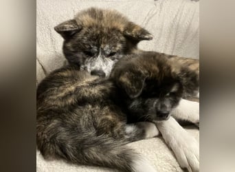 Brindel Akita Welpe - weibl. - aus VDH- Zucht ist wieder frei!