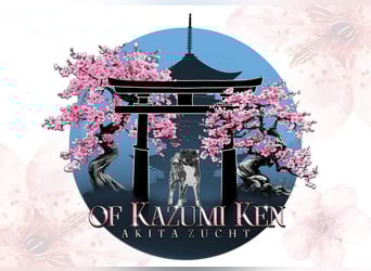 Akita- Welpen - C- Wurf - aus VDH-Zucht - verfügbar