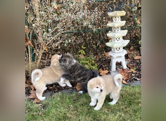 Akita- Welpen - C- Wurf - noch 2 Welpen verfügbar - VDH/AC -