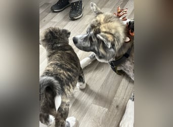 Akita- Welpen - C- Wurf - noch 2 Welpen verfügbar - VDH/AC -