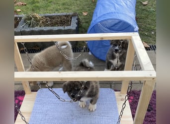 Akita- Welpen - C- Wurf - noch 2 Welpen verfügbar - VDH/AC -