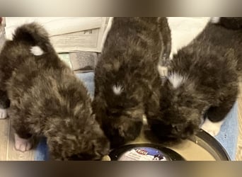 Akita- Welpen - C- Wurf - aus VDH-Zucht - verfügbar