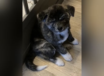 Brindel Akita Welpe - weibl. - aus VDH- Zucht ist wieder frei!