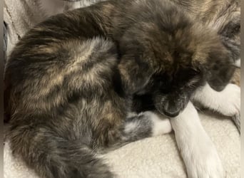 Brindel Akita Welpe - weibl. - aus VDH- Zucht ist wieder frei!