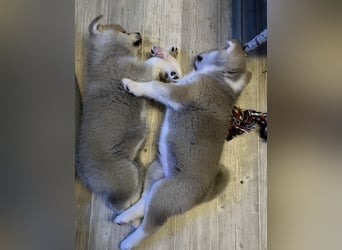 Akita- Welpen - C- Wurf - noch 2 Welpen verfügbar - VDH/AC -