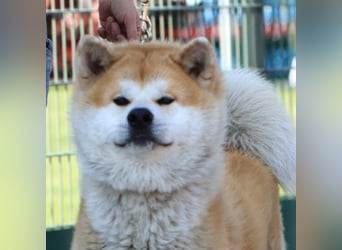 Akita- Welpen - C- Wurf - aus VDH-Zucht - verfügbar