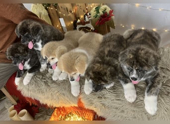 Akita- Welpen - C- Wurf - noch 2 Welpen verfügbar - VDH/AC -