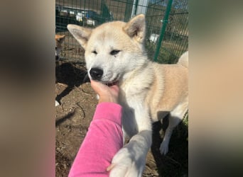 Aky- wunderschöne Akita Hündin