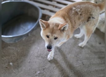 Yna - wunderschönes Akitamädchen