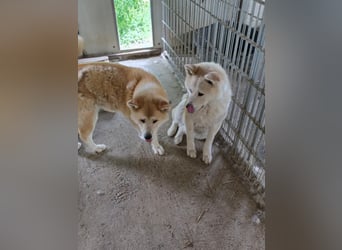Aky- wunderschöne Akita Hündin