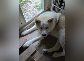 Aky- wunderschöne Akita Hündin