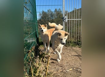 Yna - wunderschönes Akitamädchen