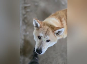 Yna - wunderschönes Akitamädchen