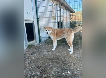 Yna - wunderschönes Akitamädchen