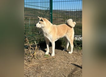 Yna - wunderschönes Akitamädchen