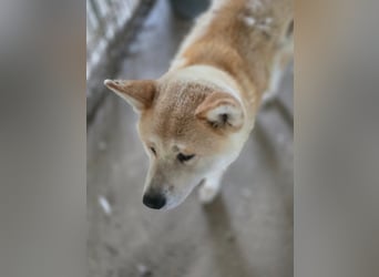 Yna - wunderschönes Akitamädchen