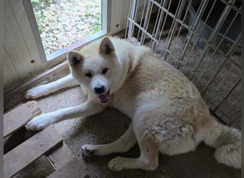 Aky- wunderschöne Akita Hündin