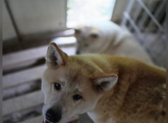 Yna - wunderschönes Akitamädchen