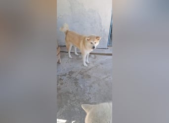 Yna - wunderschönes Akitamädchen