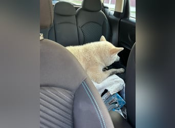 Aky- wunderschöne Akita Hündin