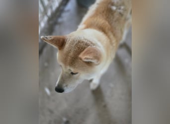 Yna - wunderschönes Akitamädchen