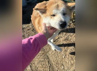 Yna - wunderschönes Akitamädchen