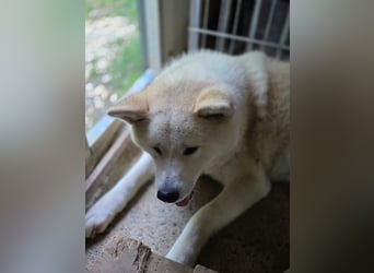 Aky- wunderschöne Akita Hündin