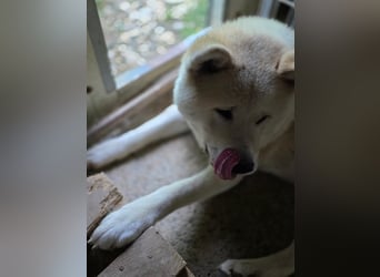 Aky- wunderschöne Akita Hündin