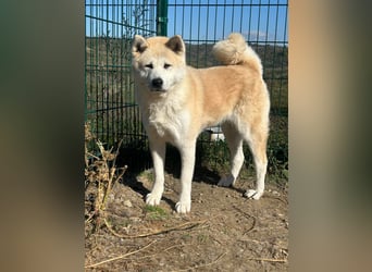 Aky- wunderschöne Akita Hündin