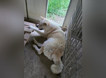 Aky- wunderschöne Akita Hündin