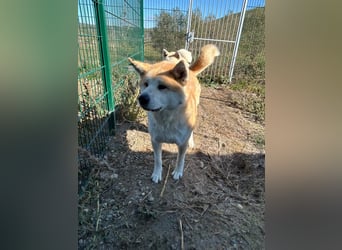 Yna - wunderschönes Akitamädchen