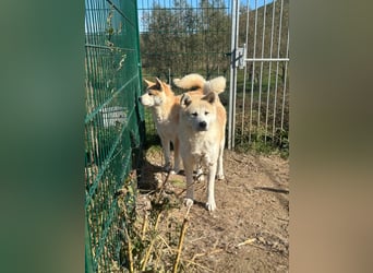 Aky- wunderschöne Akita Hündin