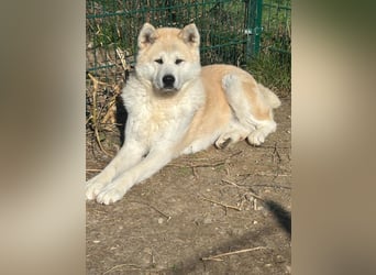 Aky- wunderschöne Akita Hündin