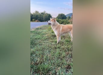 Yna - wunderschönes Akitamädchen