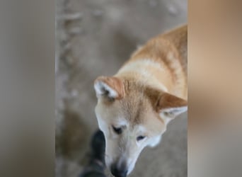 Yna - wunderschönes Akitamädchen