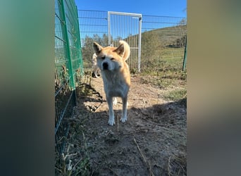 Yna - wunderschönes Akitamädchen