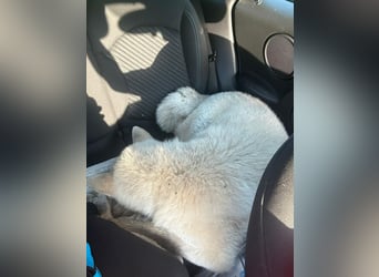 Aky- wunderschöne Akita Hündin