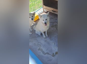 Aky- wunderschöne Akita Hündin