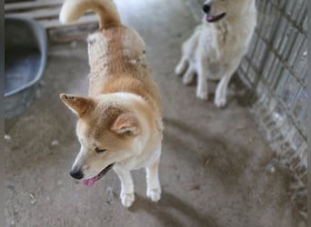 Yna - wunderschönes Akitamädchen