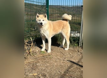 Yna - wunderschönes Akitamädchen