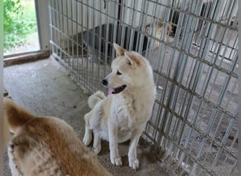 Aky- wunderschöne Akita Hündin